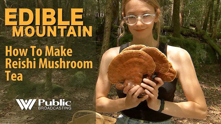 Edible Mountain - How To Make Reishi Mushroom Tea