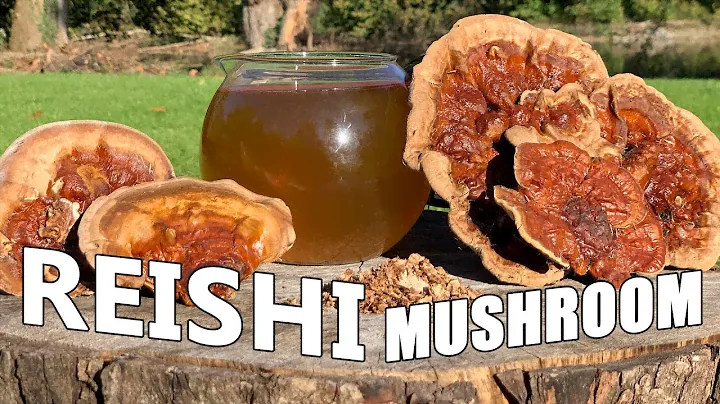Reishi Mushroom Complete Guide: Health, Preparation, Uses, Chemicals 🍄