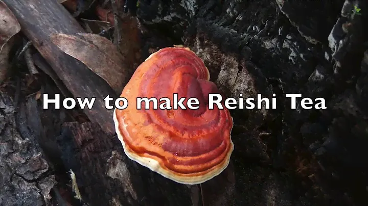 How to make Reishi Tea (Ganoderma lucidum)