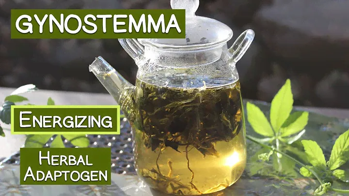 Gynostemma Tea, An Energizing Herbal Adaptogen