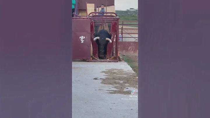 fascinante toro bravo