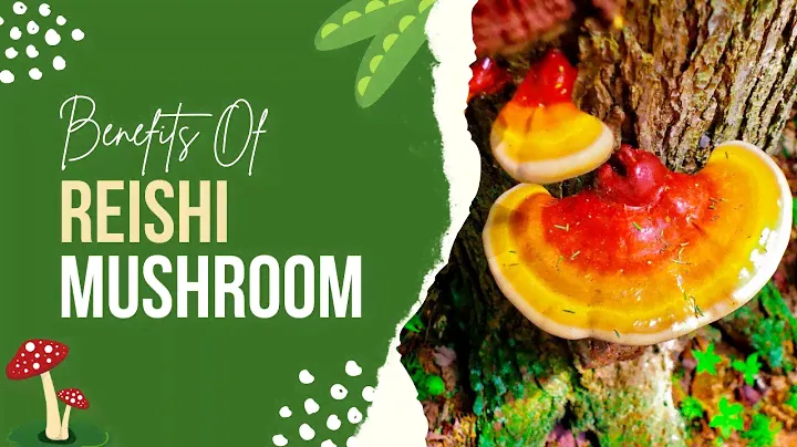 Surprising Reishi Mushroom Benefits 🍄 - Health Benefits of Reishi Mushroom