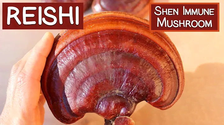 Reishi Mushroom, A Shen Tonic and Immune Modulator