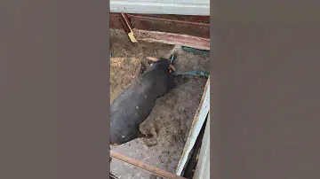 😱TORO BRAVO DE MARCEN DESTROZA LOS TORILES🤦🏻‍♂️ Villarejo de Fuentes (Cuenca)